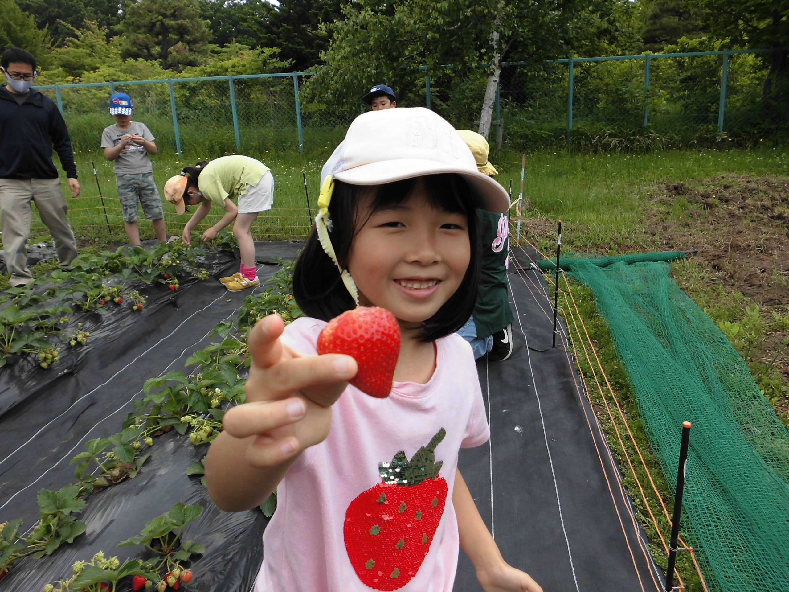 毎年恒例？の「いちご狩り」です。